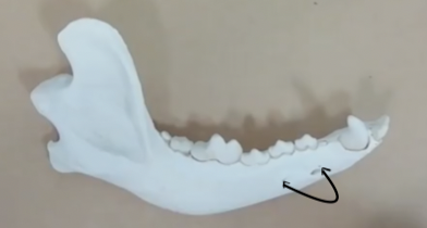 <p>Identify the labelled structures on this canine lateral canine mandible</p>