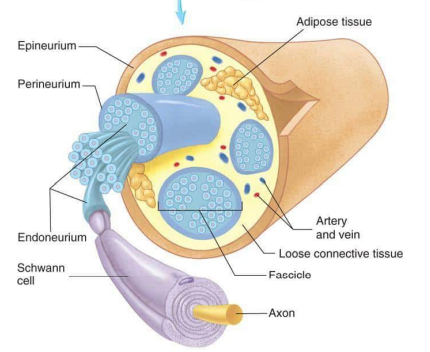 <p>Epineuriumun altında.</p>