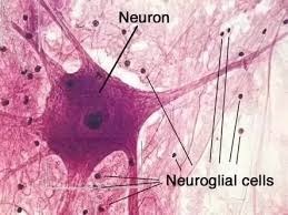 <p>Neuroglia</p>
