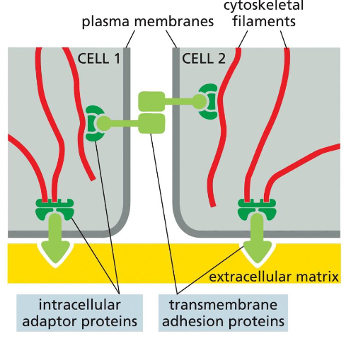 <p>Transmembrane adhesion proteins link the cytoskeleton from cell to cell or to extracellular matrix with the help of adaptor proteins</p>