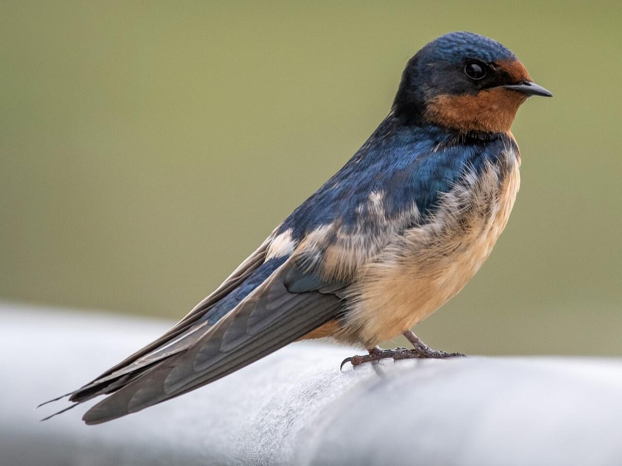 <p>Steely blue above, rufous underparts, deeply forked tail; Threatened in Ontario.</p>