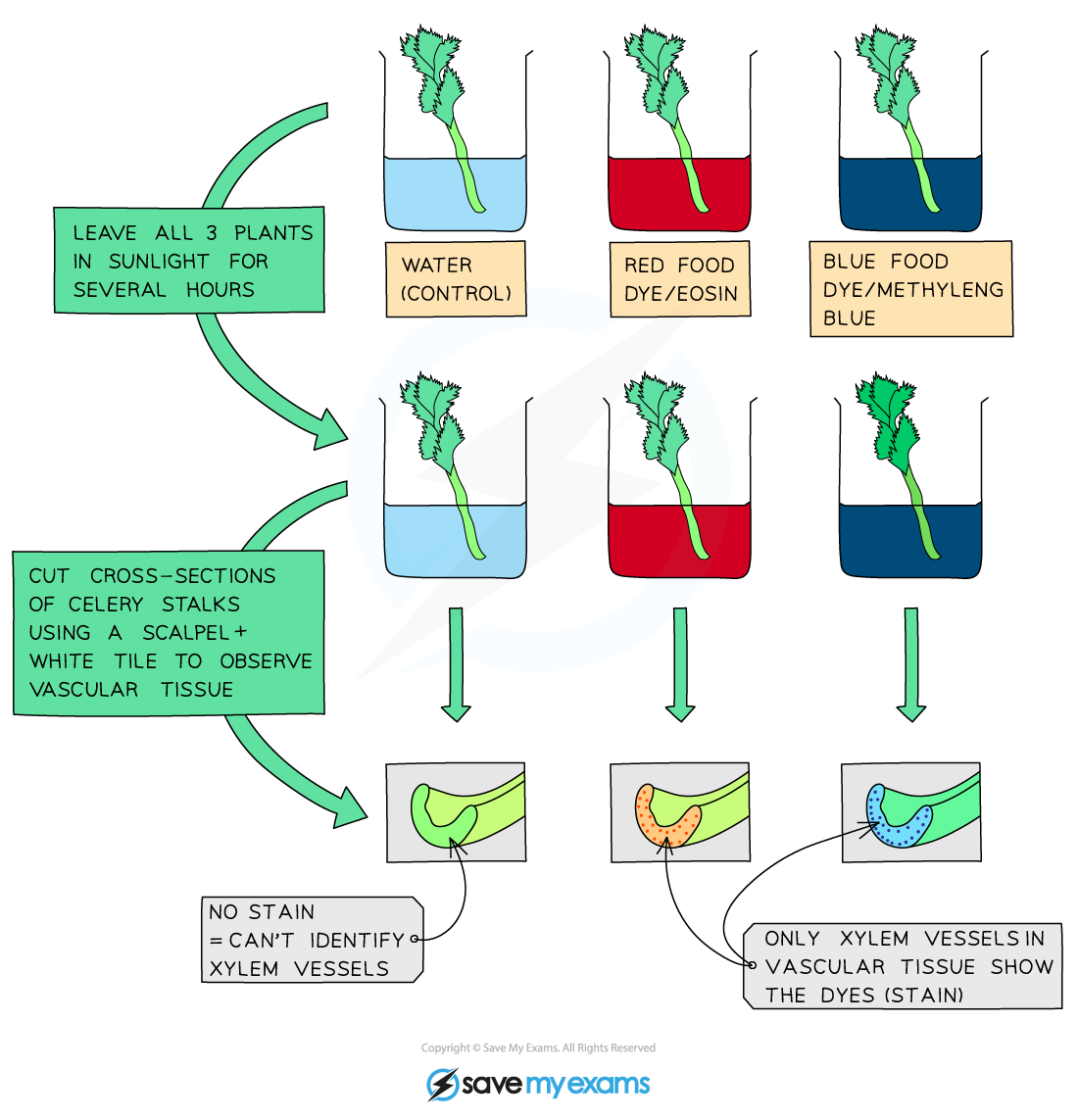 <p>Investigation: water movement in plants</p>