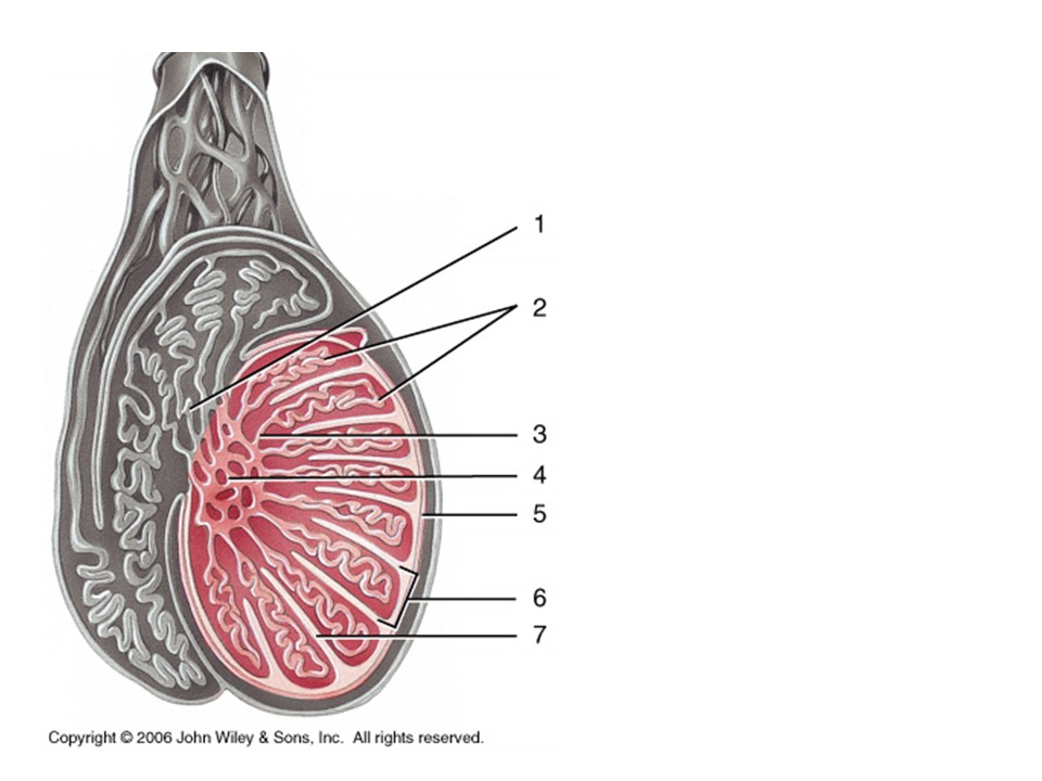 <p>Where does spermatogenesis occurs where?</p>