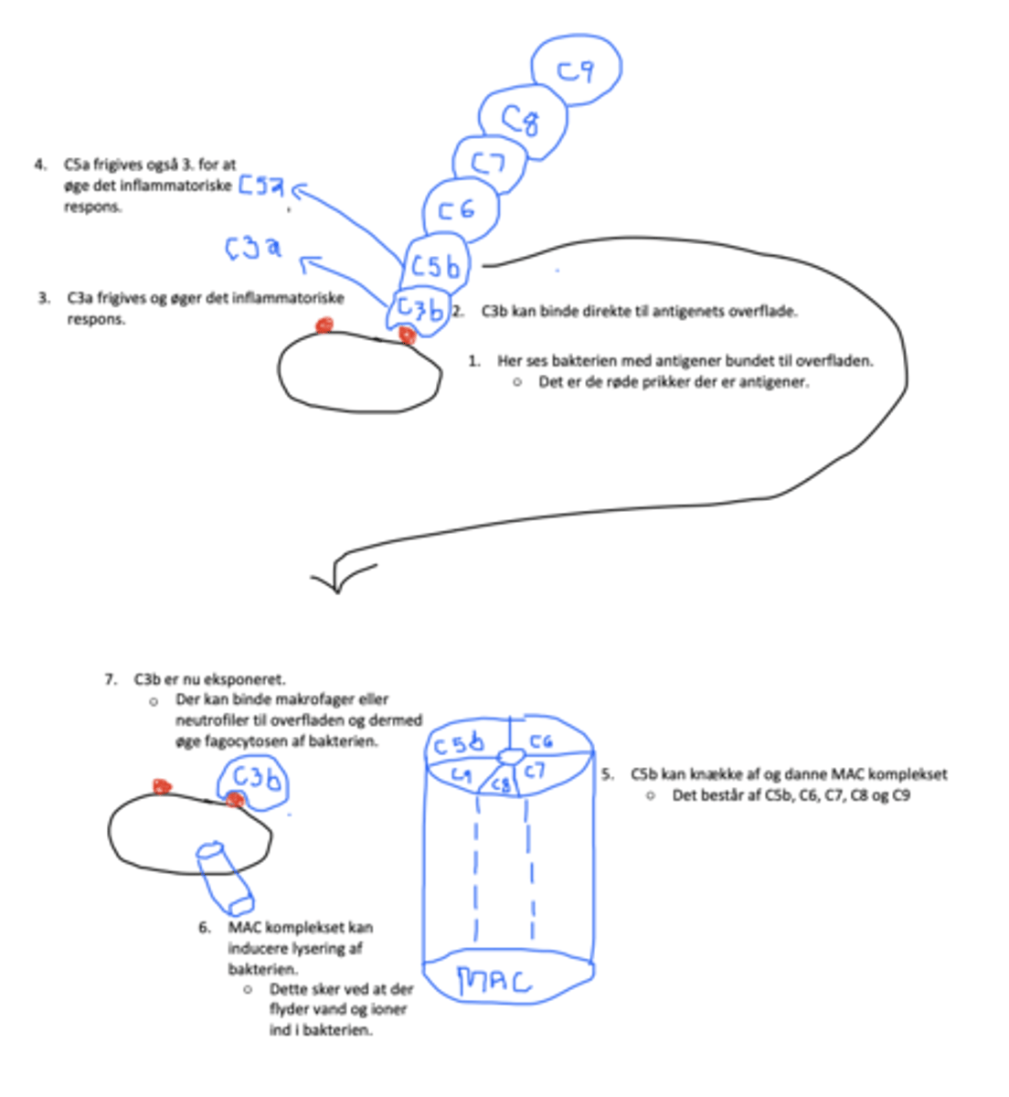 <p>1. C3b binder direkte til antigener på bakterien.</p><p>2. C3b⮕C5b⮕C6⮕C7⮕C8⮕C9 binder til hinanden</p><p>3. C5b-C9 knækker af og danner MAC</p><p>4. Dette inducerer lysering af bakterien og den dør</p><p>5. C3b er eksponeret og fungerer som opsonin- den gør det nemmere for fagocytter at kunne fagocytere bakterien</p>