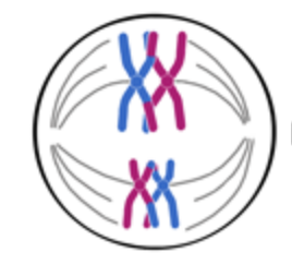 * Each centriole is at a pole
* Centrioles produce spindle fibres 
* Spindle fibres attach to the centromere of the chromosomes
* Chromosomes line up at the equator 