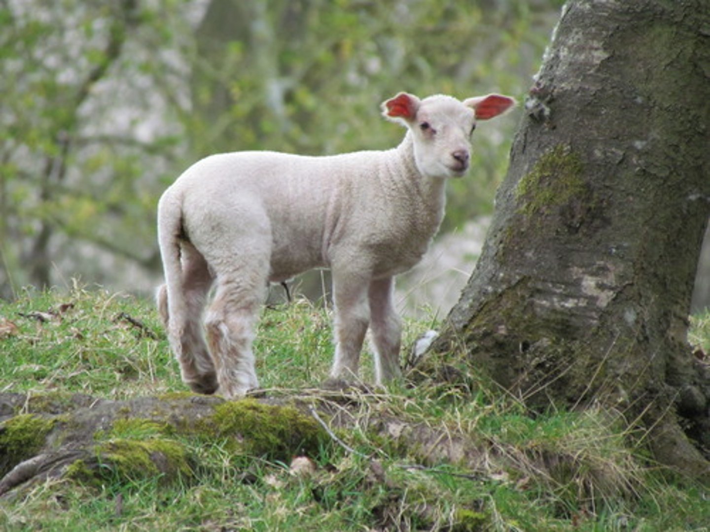 <p>yáng ròu</p><p>[n] sheep meat</p>