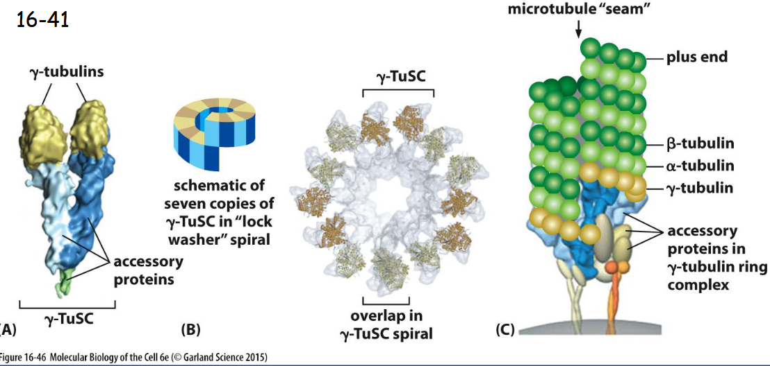 <p>gamma-Tubulin </p><p>A) Two copies of gamma-tubulins with a pair of accessory proteins form the gamma-tubulin small complex (gamma-TuSC). </p><p>(B) Seven copies of the gamma-TuSC associate to form a spiral structure with the last gamma-tubulin beneath the first, resulting in 13 exposed gamma-tubulin subunits. </p><p>(C) In many cells, the gamma-TuSC spiral associates with additional proteins to form the gamma-tubulin ring complex (gamma-TuRC), which nucleates at the minus end of a microtubule</p>