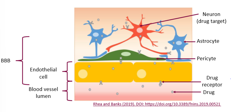 <p>blood brain barrier endothelial cells. very specific proteins to limit or increase transport. major issue for pharmaceuticals</p>