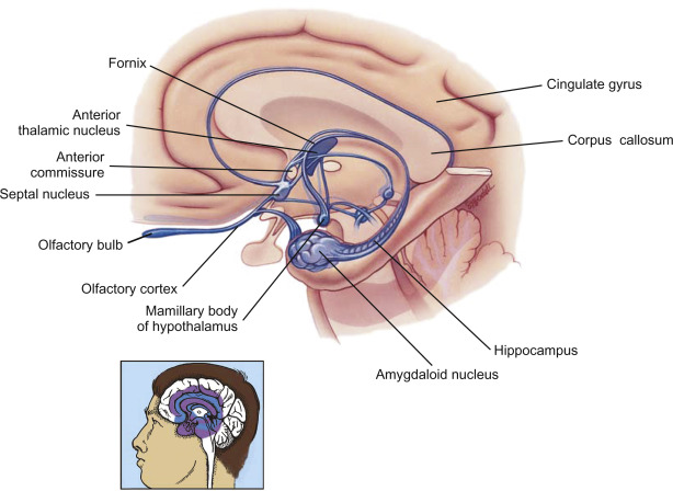 <p>Limbic System</p>