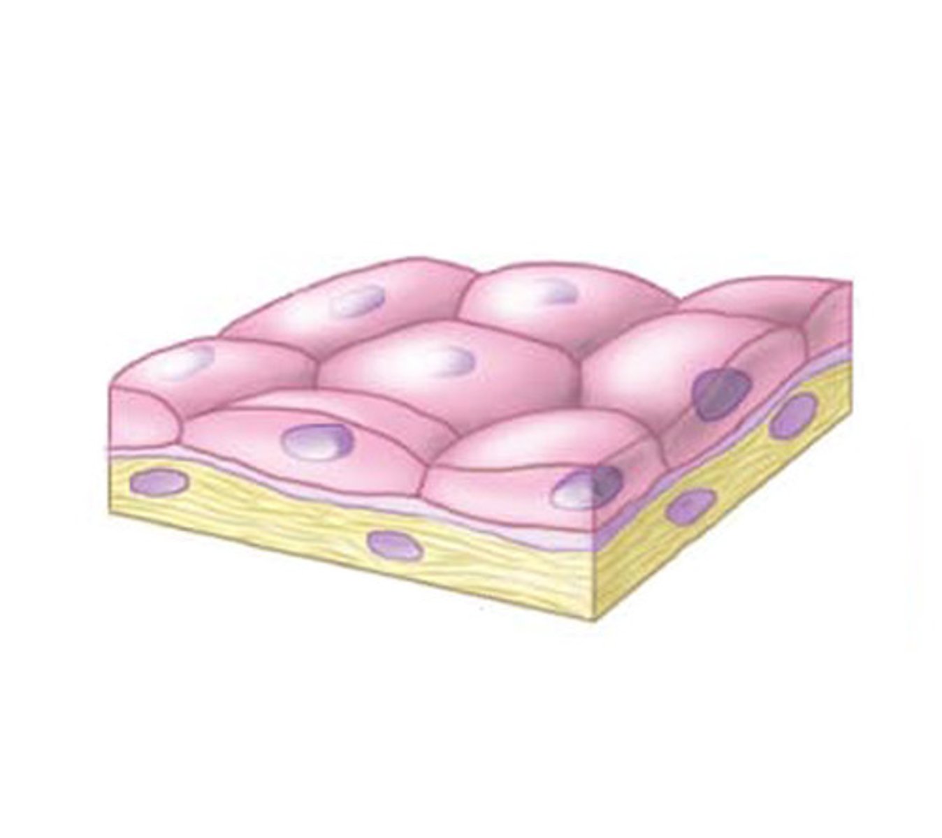 <p>- only has one layer</p><p>- found in places with less friction (arteries, lymphatic system)</p>