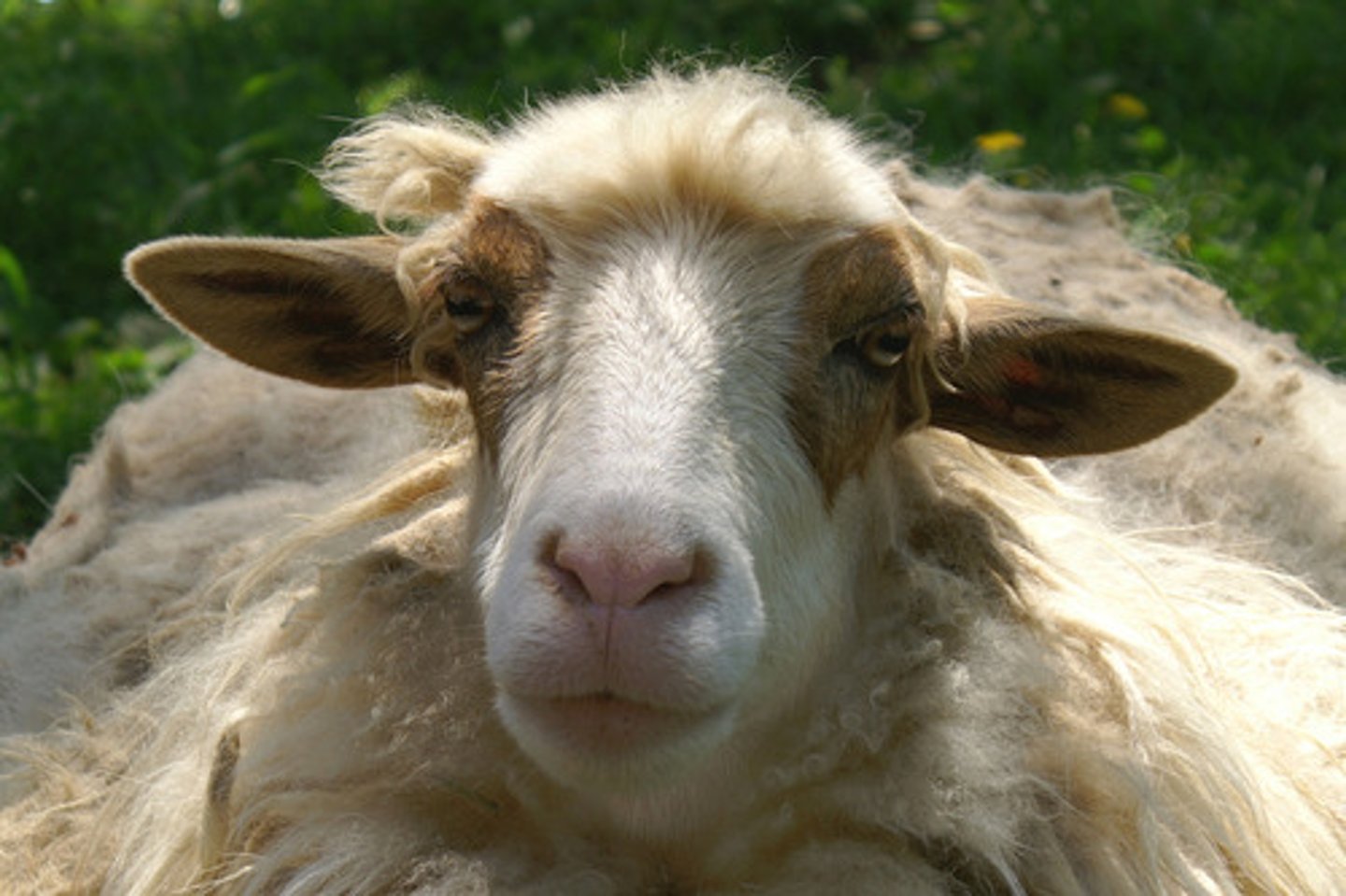 <p>the sheep</p>