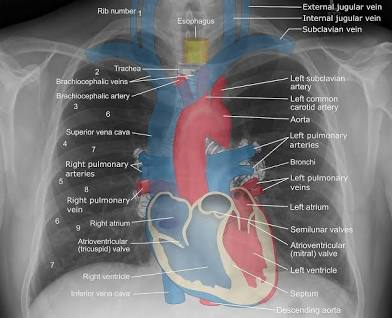<p>Radiographic Anatomy</p>