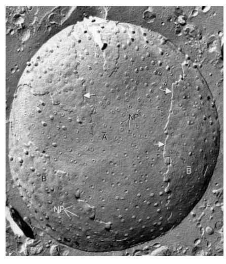 <p>Structure multiprotéique formée de nucléoporines, intégrée dans l’enveloppe nucléaire.</p><p>Canal aqueux au travers de l’enveloppe nucléaire pour le passage de certaines molécules du noyau au cytoplasme et inversement.</p>