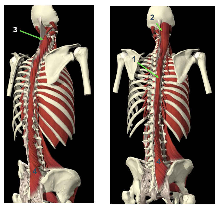 <p>Aanhechtingen mm.<span><em><span> spinales </span></em><span>(3)</span></span></p>