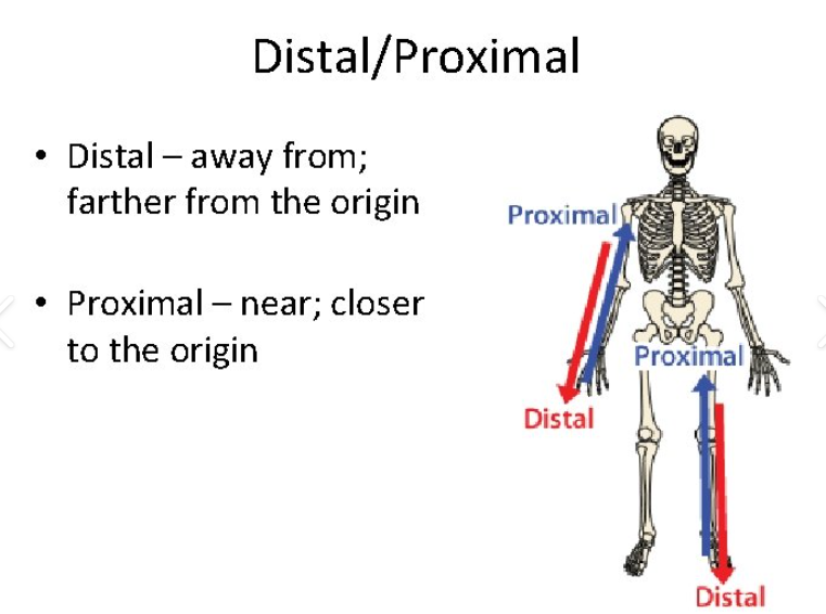 <p><span>Proximal and Distal</span></p>