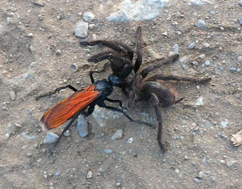 <p>Spider Wasps</p><p>Order Hymenoptera</p>