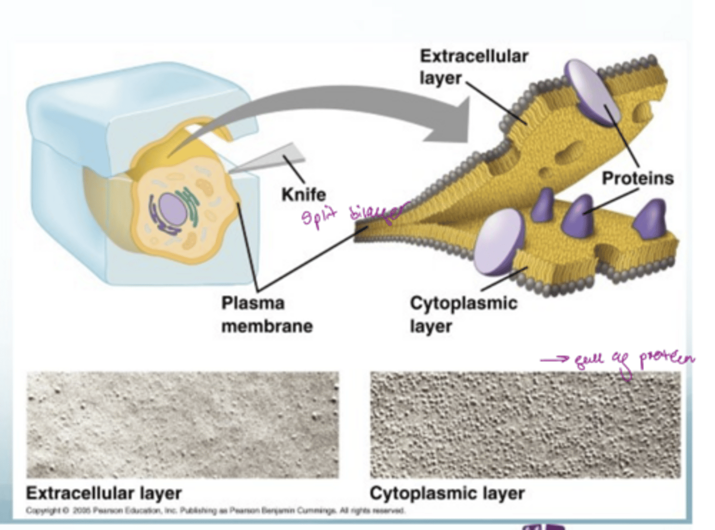 <p>use freeze fracture</p>