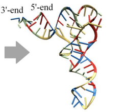 <p>which RNA structure is this?</p>