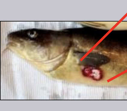 <p>What bacteria (two names) is a primary pathogen of fish not in the flavobacterium genus? It is an emerging disease in wild/cultured fish, has the subspecies orientalis and noatunensis, is very virulent, is a facultative intracellular pathogen, forms granulomas, and difficult to treat with antibiotics.</p>