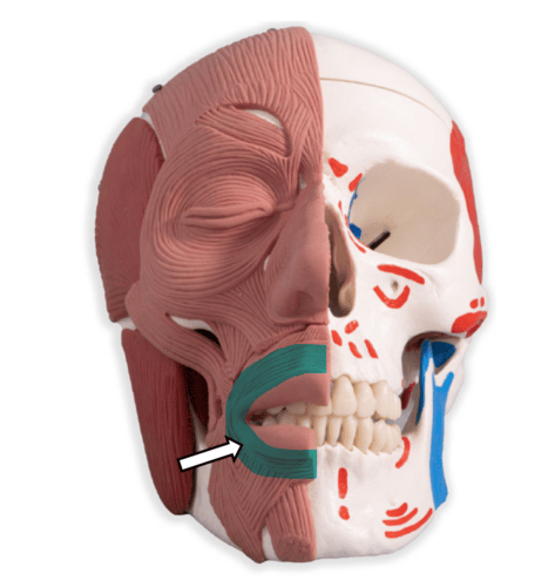 <p>name the muscle</p>