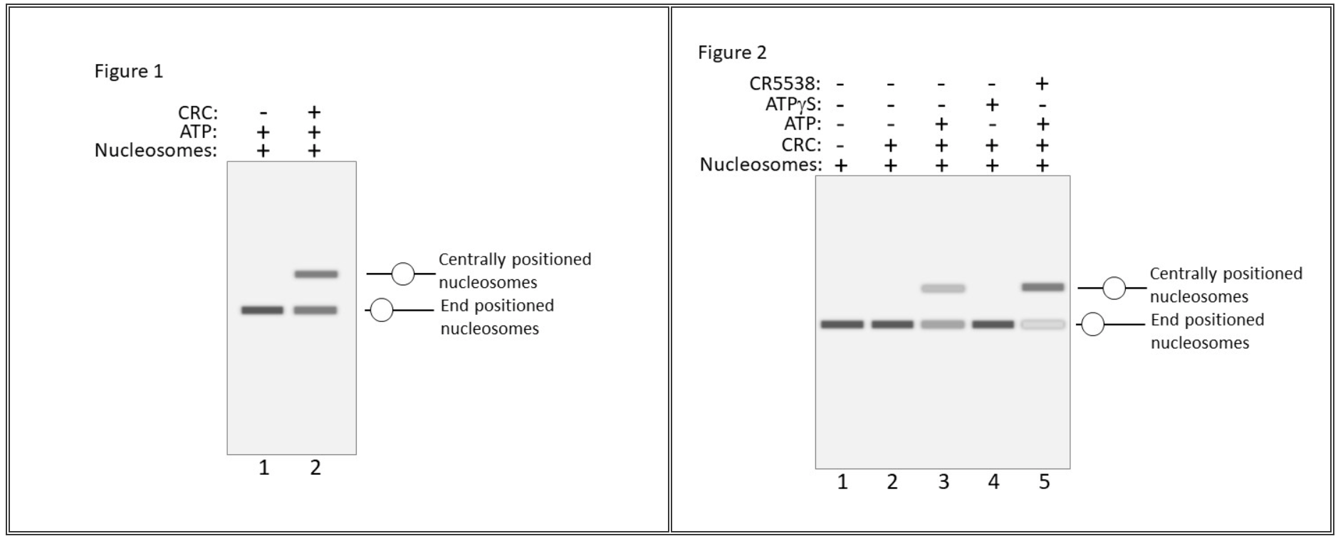 <p><span>The following GIF demonstrates how chromatin-remodeling complexes can slide nucleosomes along the DNA. The motor subunit (purple) uses the energy of ATP to slide the nucleosome down the DNA. The chromosome (red) contains a short region marked in blue that can be seen changing location in relation to the nucleosome (yellow) as the chromatin-remodeling complex functions. Nucleosome sliding plays important roles in regulating chromatin packing and consequently gene expression. It also plays a role in providing access to the DNA for other proteins like DNA repair enzymes.</span></p><p><span>The nucleosome sliding activity of chromatin-remodeling complexes (CRC) can be studied in an </span><em>in vitro</em><span> electrophoretic mobility shift assay (EMSA) containing a DNA template, histones, chromatin-remodeling complexes, and ATP. When the nucleosomes are preloaded at the end of the DNA template and run on a polyacrylamide gel, they move through the gel. Added chromatin-remodeling complexes (CRC) can move the nucleosome to the middle of the DNA template. This slows down the electrophoretic mobility of the nucleosome and DNA through the gel allowing the researchers to measure chromatin-remodeling complex activity (Figure 1). DNA containing nucleosomes were treated with different conditions to study the requirements for nucleosome sliding (Figure 2). Conditions included the presence of ATP or the nonhydrolyzable ATPγS, and with and without a fictional drug CR5538 that can alter chromatin-remodeling complex (CRC) motor subunit function. Given the results shown in Figure 2, which of the following conclusions about the assay and chromatin-remodeling complex function are true?&nbsp;</span></p><p>Choose one or more:</p><p>A.	Binding of ATP activates nucleosome sliding by the chromatin-remodeling complex (CRC).</p><p>B.	Chromatin-remodeling complexes (CRC) are required for nucleosome formation.</p><p>C.	The chromatin-remodeling complex (CRC) moves the nucleosomes to the center of the DNA when ATP is added.</p><p>D.	The added CR5538 drug activates the chromatin-remodeling complex (CRC) motor subunit.</p>