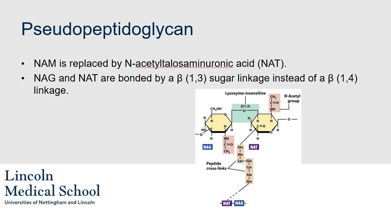 <p>Pseudopeptidoglycan is a type of cell wall found in some archaea, which is similar in function to peptidoglycan in bacteria. However, it differs in its chemical composition, as it contains N-acetyltalosaminuronic acid (NAT) instead of N-acetylmuramic acid (NAM), and the sugar linkage between NAG and NAT is β (1,3) instead of β (1,4) in peptidoglycan. This difference in structure makes pseudopeptidoglycan resistant to the action of lysozyme, an enzyme that breaks down the β (1,4) linkage in peptidoglycan.</p>