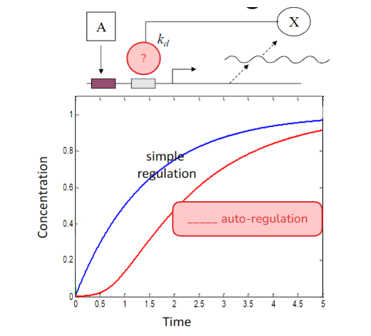 <p>What type of auto-regulation is shown here?</p>
