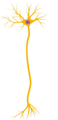 <p><strong>Neurons + synaptic transmission</strong></p><p>What’s a Relay Neurone?</p>