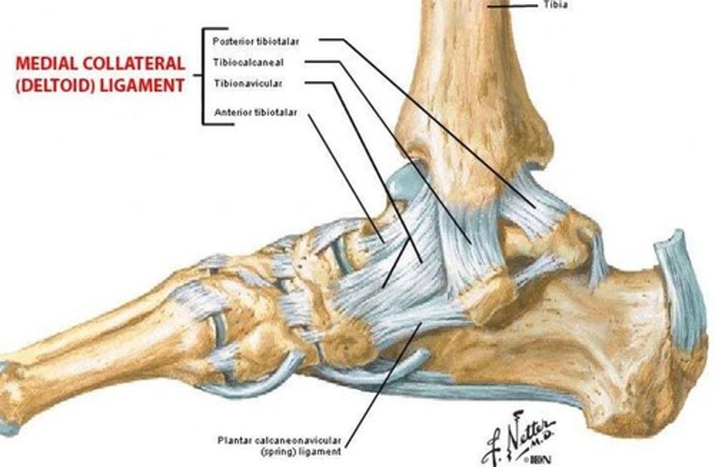 <p>A ligament that is at risk during an inversion sprain.</p>