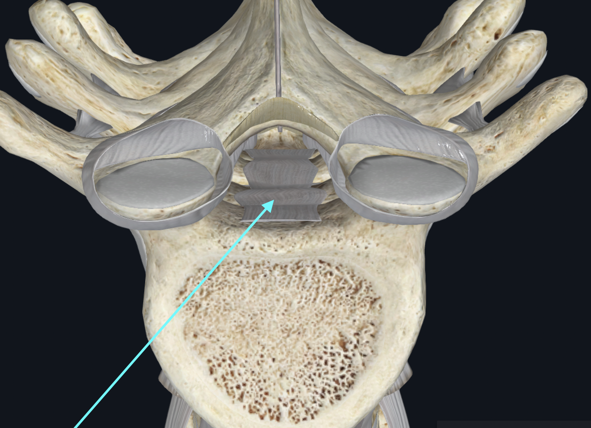 <p><span style="font-family: Calibri">behind body of vertebrae, runs up and down</span></p>