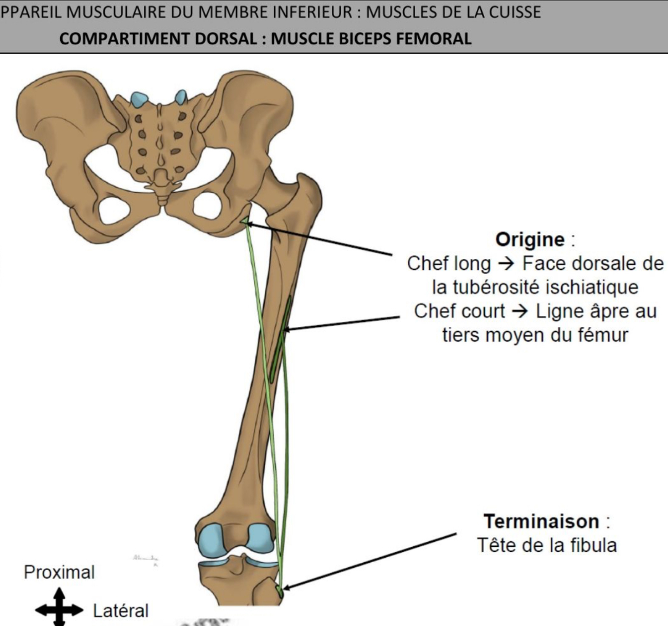 <ul><li><p>partie latérale, chef court plus latéral &amp; + profond que le chef long </p></li><li><p>chef long: relie os coxal de la fibula </p></li><li><p>chef long: face dorsale de tuberosité ischiatique via &amp; tendon commun avec muscle semi-membranaire / chef court: lèvre latérale de la ligne âpre au tiers moyen du fémur </p></li><li><p>tendon commun sur versant latéral tete de fibula</p></li></ul><p></p>