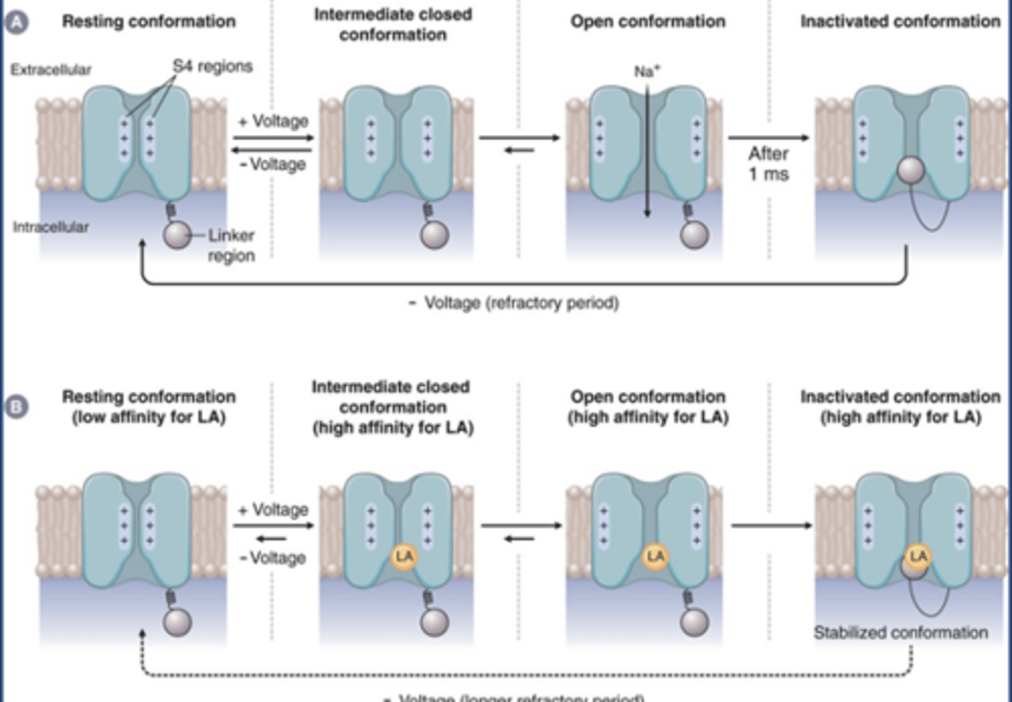<p>-At rest: Na channels are in resting/closed can be opened conformation (top left)</p><p>-If voltage reaches threshold, intermediate closed conformation into open conformation (Na flows in for rising phase of AP)</p><p>-At +40 mV, Na channels are at inactivated conformation (refractory conformation/closed can't be opened): absolute refractory period</p>