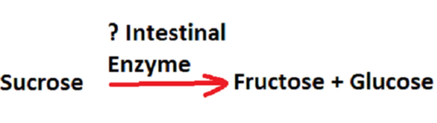 <p>An enzyme that catalyzes the hydrolysis of sucrose into glucose and fructose</p>