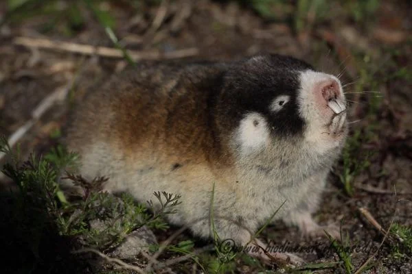 <p>Western Cape, Cape Town</p>