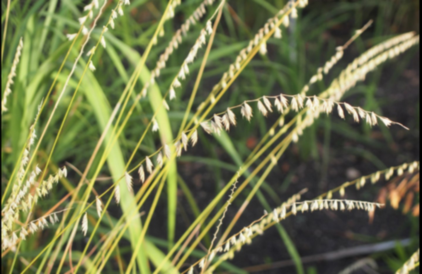 <p>Warm season, inflorescences one side of the stem, flat leaf blades</p>