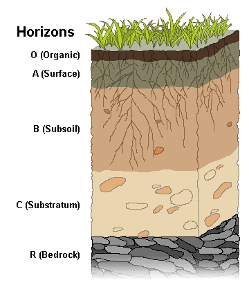 <p>a vertical cross-section of soil from the ground surface to the parent material underneath.</p>