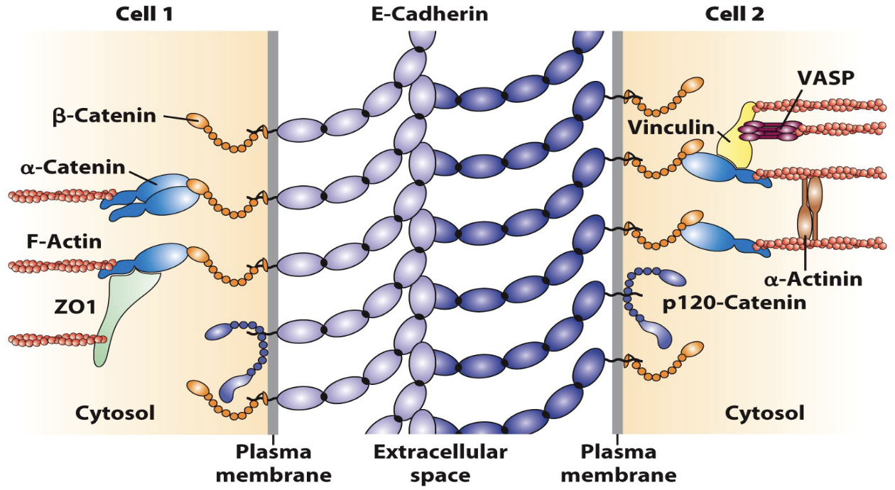 <ul><li><p>links the plasma membranes of two adjacent cells (Cell 1 and Cell 2) and, crucially, connects to the internal cytoskeleton</p></li><li><p>span the plasma membrane and interact homophilically in the extracellular space</p></li><li><p>On the cytosolic side, the E-Cadherin tails are tethered to the F-Actin cytoskeleton via a complex of adapter proteins</p></li><li><p>β-Catenin, α-Catenin, ZO1, Vinculin, VASP, α-Actinin, and p120-Catenin, form an adherens junction that provides strong mechanical strength and stability to the tissue</p></li></ul><p></p>