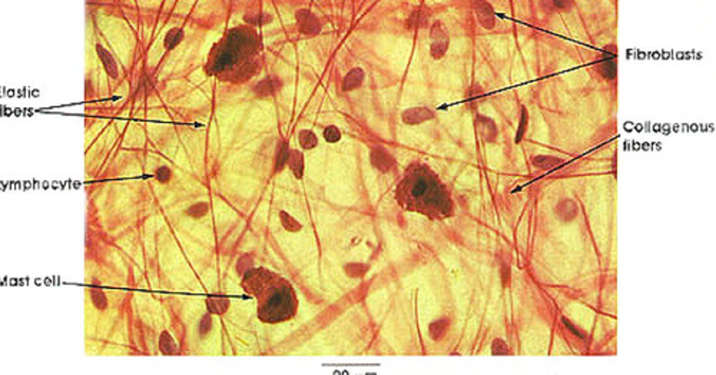 <p>most abundant, large, star-shaped, produce fibers</p>