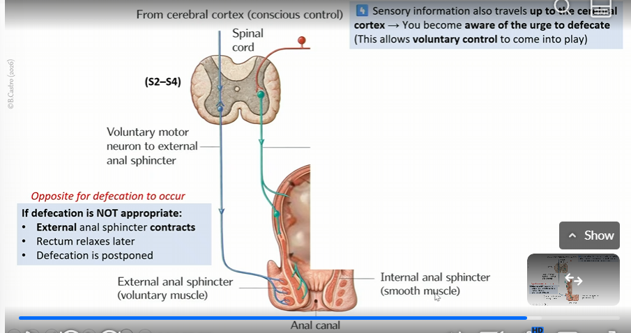<p>After internal external sphincter becomes relaxed </p><p></p><p>sensory info goes to cerebral cortex and you are made aware of the urge to defecate </p><p>(allows voluntary control to come into play)</p><p></p><p>voluntary motor neuron then goes to external anal sphincter via the cerebral cortex </p><p></p><p>if defecation is not appropriate, external anal sphincter contracts a</p><p>rectum relaxes later</p><p>defecation is postponed</p>