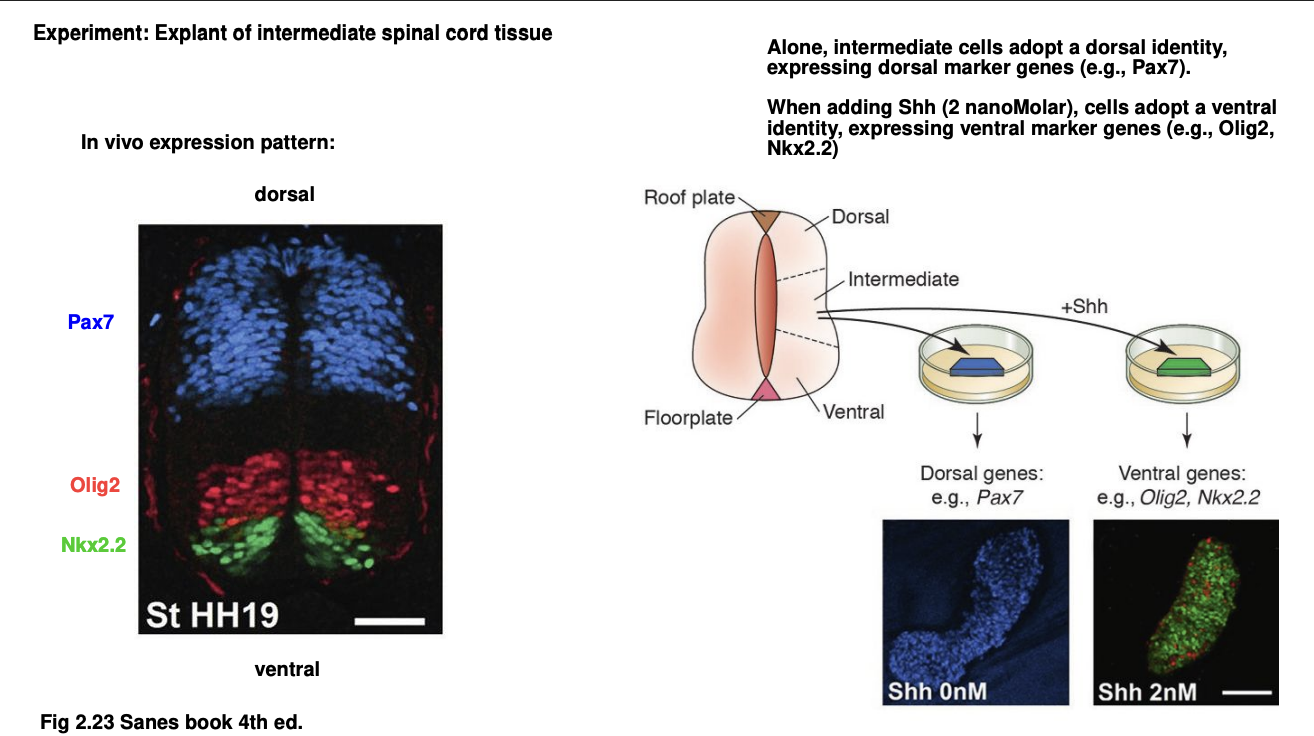 <p>Procedure: tissue explant alone or with added Shh, compared to in vivo</p><p>Results:</p><ul><li><p><strong>In vivo→ </strong>dorsal half of spinal cord expresses Pax7 gene</p><ul><li><p>bottom third expressed Olig2 and Nkx2.2 genes</p></li></ul></li><li><p><strong>Cultivated intermediate part of spinal chord alone</strong>→ neurons express <strong>dorsal marker genes</strong>→ e.g Pax7</p></li><li><p><strong>Addition of Ash</strong>→ shift identity to <strong>ventral</strong>→ observing then the expression of <strong>Olig2 and Nkx2.2 genes</strong></p></li></ul><p></p>