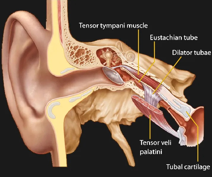 <p>muscle that contracts and pulls the malleus to tense the tympanic membrane and dampen vibration in the ear ossicles, reducing perceived amplitude of sounds</p><ul><li><p>stapes do the same thing</p></li></ul><p></p>