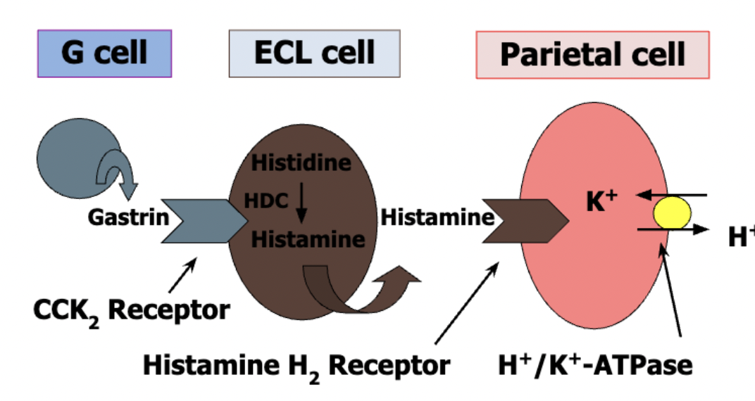<p>regulates histidine decarboxylase synthesis in the ECL cell</p><p></p>