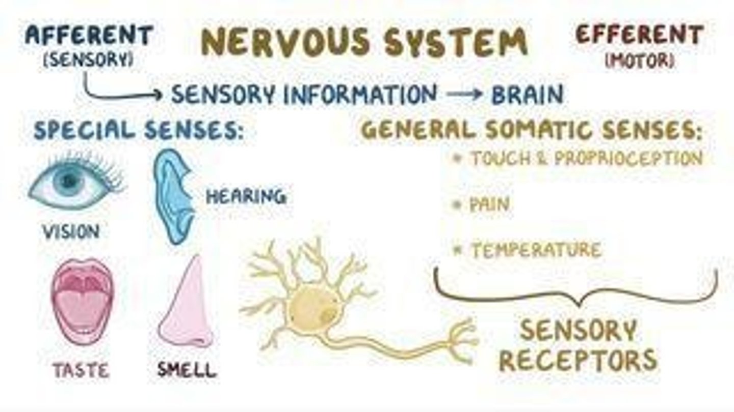 <p>Afferent information from muscles, joints, tendons, skin, eyes, and the vestibular apparatus.</p>