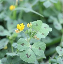<p>not a true clover, different genus</p><p>annual; grows best in soils with a pH above 6</p>