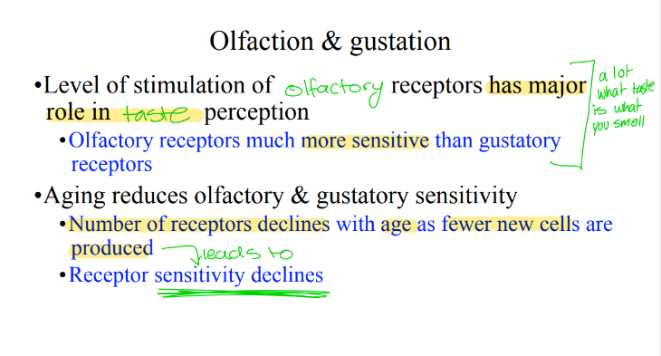 <p>Which receptors are more sensitive, olfactory or gustatory? </p>