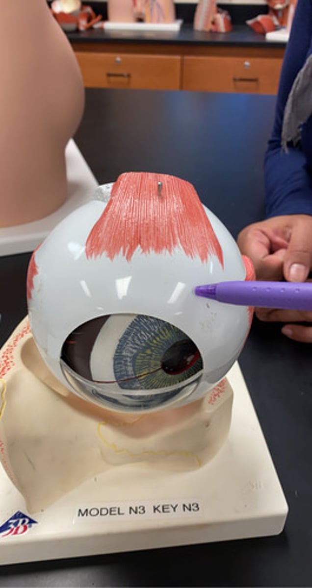 knowt flashcard image