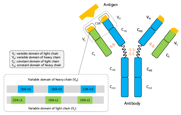 <p><strong>Complementary determining regions</strong> that together form the <strong>antigen binding site</strong>.</p>
