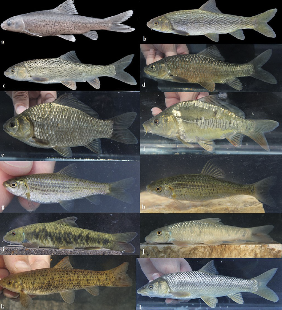 <p>barbel, bitterling, bleak, bream, carp,<br>chub, dace, goldfish, gudgeon, labeo, minnow, riffle dace, roach, roach, rudd, shiner, tench</p><p></p><p></p><p>Key traits:</p><ul><li><p>1,795 spp</p></li><li><p>first to evolve pharyngeal teeth, maxilla excluded from gape, protrusible jaws, pelvics abdominal</p></li></ul><p></p>