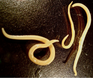 <p>roundworms </p>