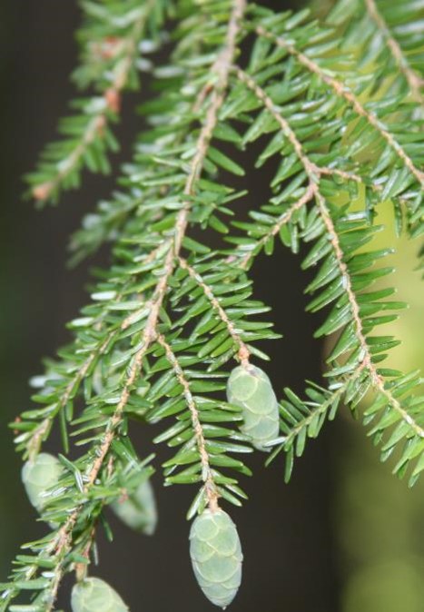 <p>Eastern hemlock</p>